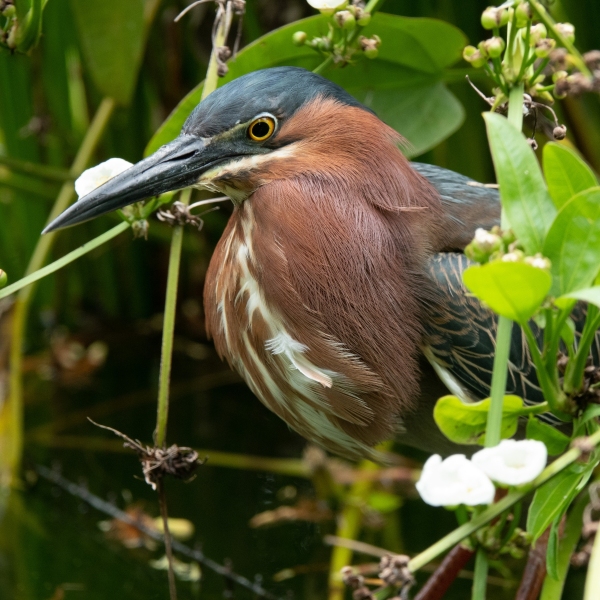 Guadeloupe-2022-1511