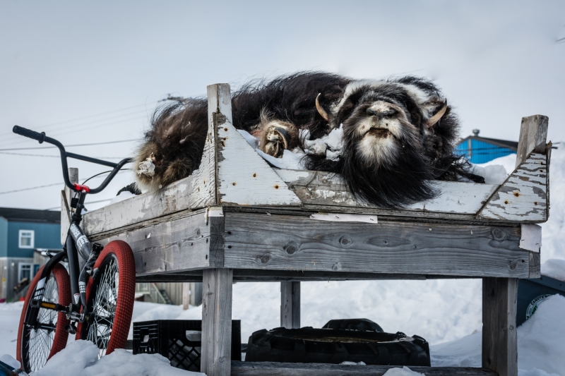 A musk ox skin on the backyard of my neighboor.