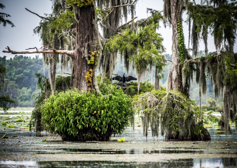 Road trip to New Orleans